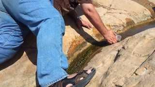 Prof. Dr. Norman Ali Khalaf and the Wadi Qana Fish (Garra rufa wadiqana Khalaf, 2013) in Palestine