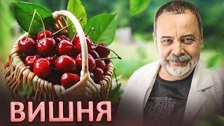 ВИШНЯ. Вред или польза?