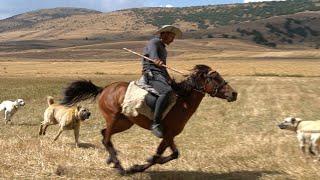 HORSE SHEPHERDS, VILLAGE LIFE AND LIVESTOCK! WOLF-HOSTILE SHEPHERD DOGS, FLOCKS OF SHEEP AND COWS