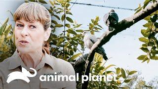 Remodelando el aviario gigante del zoológico | Los Irwin: Robert al rescate | Animal Planet