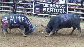 Budaya Toraja Ma'pasilaga Tedong ll Golden - Jakatingkir ll Ar3na GMT