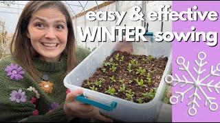 Starter guide to easy, low cost winter sowing | Part 1 - the CLASSIC method