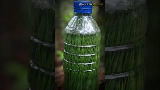 Membuat Sperite Dari Daun Pinus Di Tengah Hutan.! #survival #camping #outdoors #bushcraft