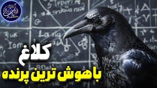 چرا کلاغ باهوش ترین پرنده زمین است؟