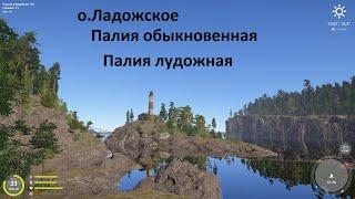 Русская рыбалка 4 - о. Ладожское- Палия обыкновенная - Палия лудожная