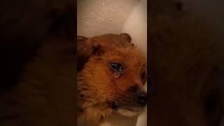 This Puppy Was Dying All Alone But This Happened.. #inspiration #emotional