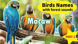 Learn the Name of Birds with forest sounds | Learn Bird Species | Part 1