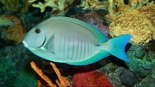 Facts: The Doctorfish