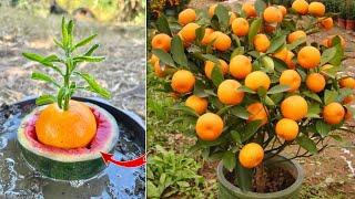 How To Grow Orange Tree From Orange Fruit Get Fast Fruits In The Shortest Time | Grafting Orange