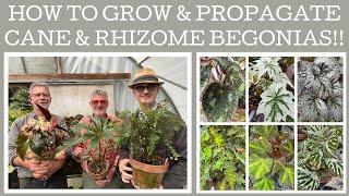 How to grow & propagate cane & rhizome begonias with specialist grower Craig Wilson.