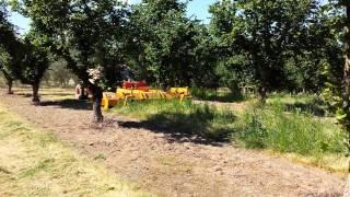 Hazelnut Orchard Mowing 2