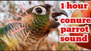 conure parrot bird sound 1Hour - green cheek conure parrot bird shout loudly morning bird song