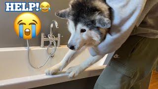 Stubborn Husky Refuses To Go In The Bath In The Funniest Way!
