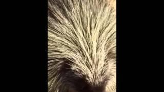 Porcupine Catwalk