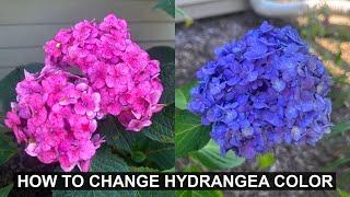 How to Change the Color of Your Hydrangea Flowers