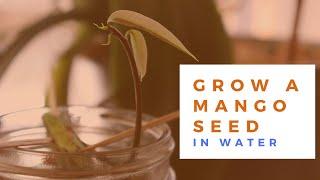 How to Grow a Mango Seed in Water ( EASY ) | 망고