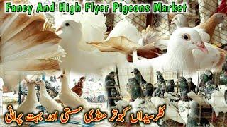 Big Pigeon Market Rawalpindi Kallar Syedan | Saste Kabootar Mandi Kallar Syedan Rawat | Mandi Mela