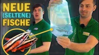 Fisch Unboxing: Seltene Nannostomus, Corydoras, Stiphodon und andere Überraschungen