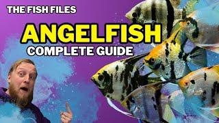 The Fish Files: Angelfish