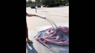 Giant Squid Attack 