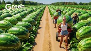 How MILLIONS Of Watermelons Harvested & Processed  | Agriculture Technology