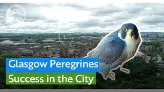 The inside story of how we helped urban Peregrines thrive in Glasgow