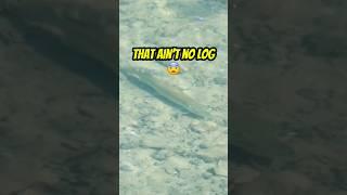 THE SECRET TO CATCHING MONSTER FISH  #fishing #shorts #outdoors