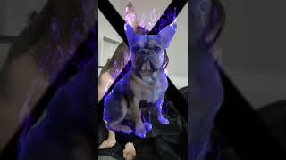 That one Rico edit ‍ #edit #buldog