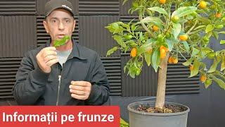 Îngrijire Citrice. Informații utile de la frunze