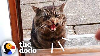 Stray Cat Decides To Move Into Guy’s House | The Dodo Cat Crazy