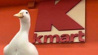 I took my duck to Kmart 