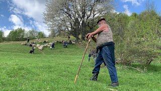 Співанки від  Дмитра Шушмана