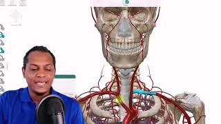 COMO APRENDERTE LA IRRIGACIÓN DE CABEZA Y CUELLO DE MANERA FÁCIL