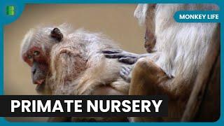 Primate Care Secrets Revealed! - Monkey Life - Documentary