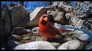 Best Clips of the Week | Bird Feeder + Bath Camera in Oklahoma | CAT TV  Bird Watching for Cats