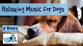 OVER 8 HOURS of Relaxing Music for Dogs and Puppies! Calm Down Stressed or Anxious Dogs and Puppies