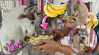 Are Bananas Safe For Dogs? | WHY OUR DOGS LOVE BANANAS | Husky Pack TV