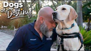 Pay it Forward | Dogs of Destiny