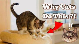 Why Do CATS Knead?! | The REAL Reasons Behind It !!!