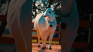 Jay Gaumata #cow #yshorts #gaumata