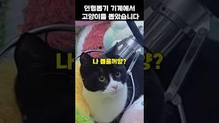 인형뽑기 기계안에 들어간 고양이