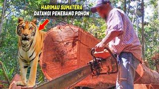 BERI PERINGATAN!! Harimau Sumatera Datangi Penebang Hutan yang Sedang Menebang Pohon