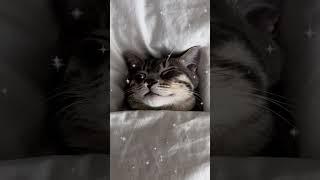 Котик спить))) The cat is sleeping)))