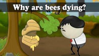 Why are honey bees dying? | #aumsum #kids #science #education #children