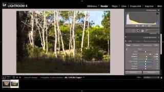 Tutorial: Lightroom en el bosque