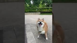 smart dog️#dog #doglover #cute #funny #animals #shorts #shortvideo