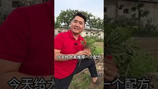 绝杀刺儿菜神秘配方，烂叶又烂根，烂根三米深，不伤一颗苗 #刺儿菜  #刺儿菜除草剂   #七七芽