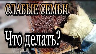 Работа на пасеке весной. Даю пчелам воду. Утепляю