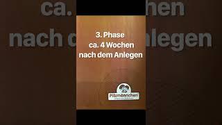 Pilzkulturen in verschiedenen Reifephasen  #pilzezüchten #biopilze #biolebensmittel #organicfood