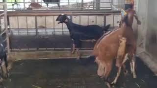 craziest goat meting goat farm